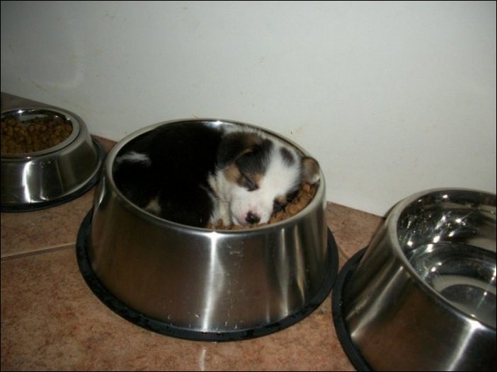 спящая собака