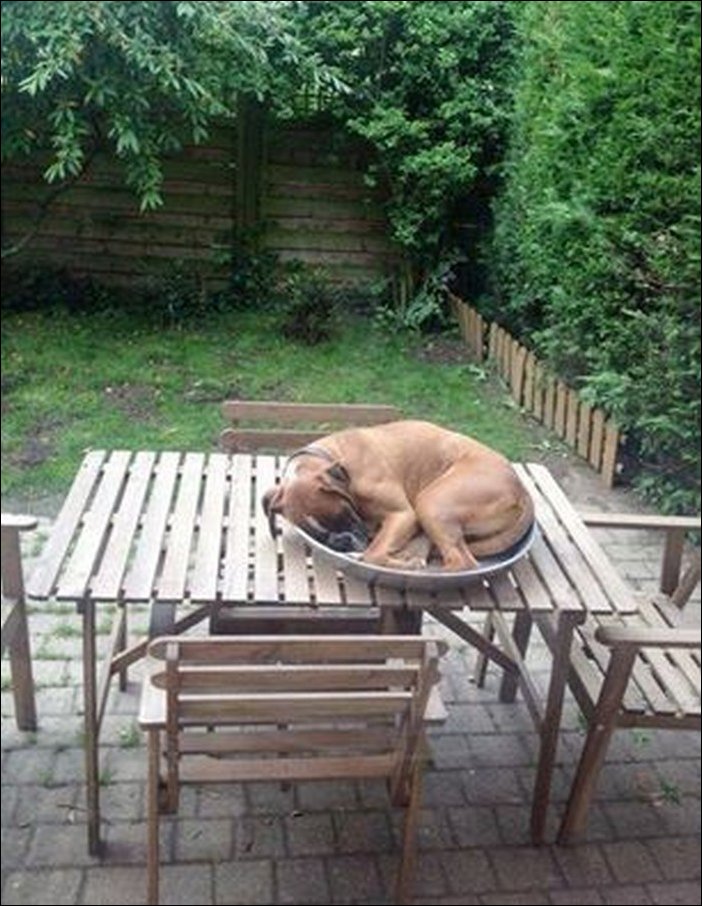 спящая собака