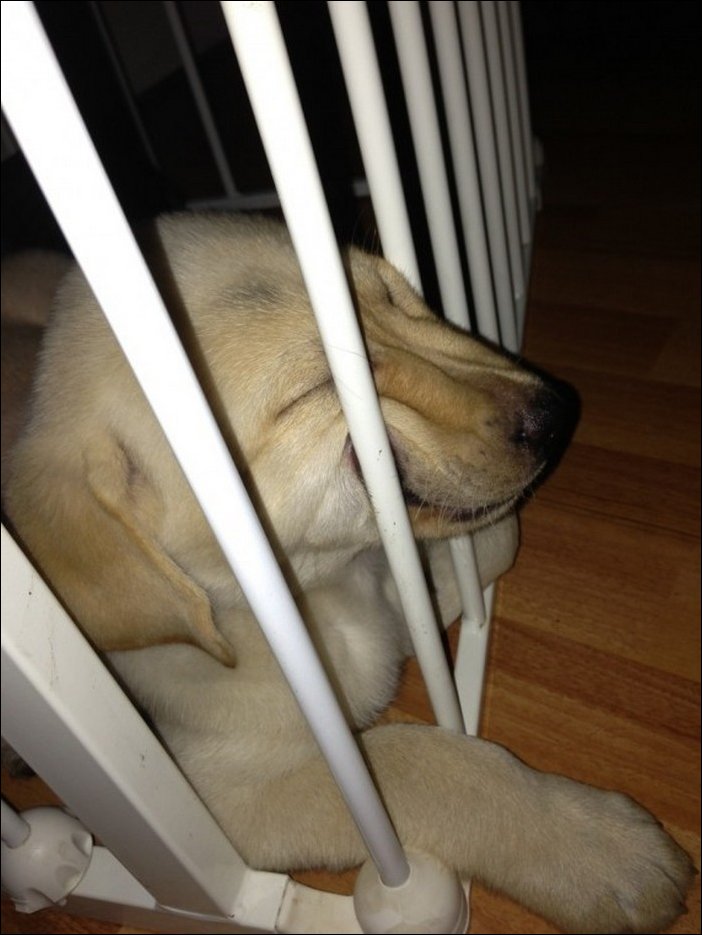 спящая собака