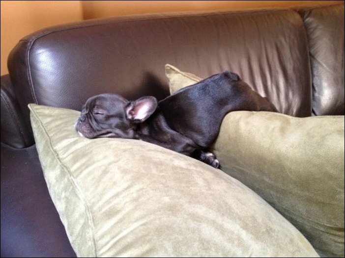 спящая собака