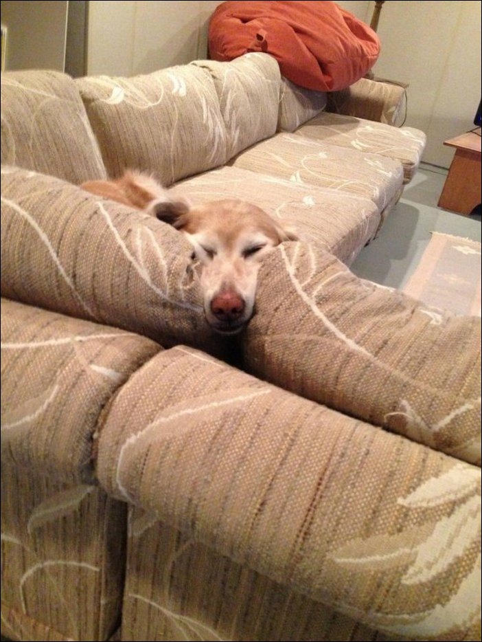 спящая собака