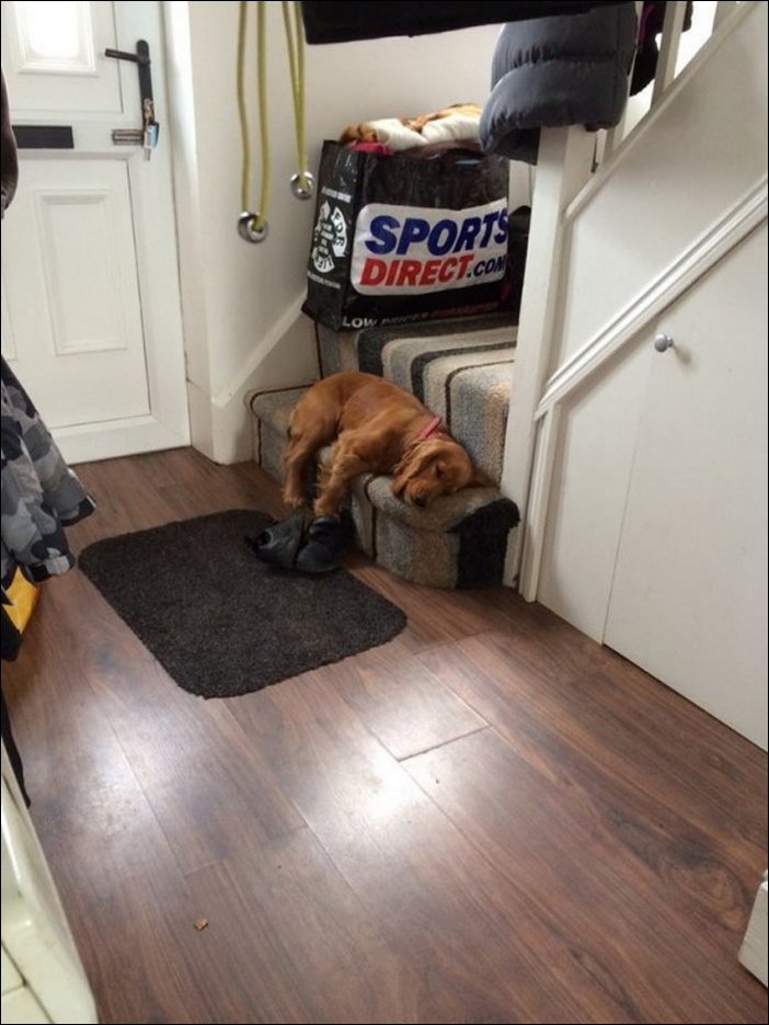 спящая собака