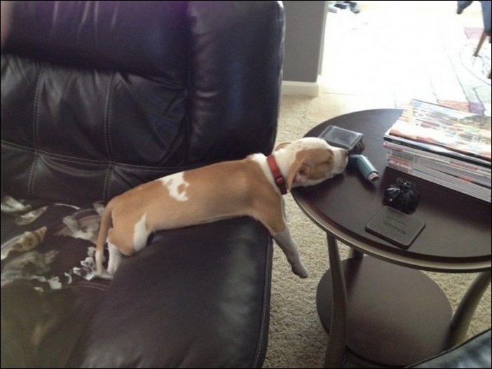 спящая собака