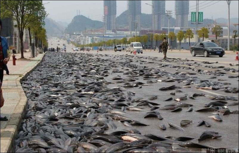 В Китае грузовик рассыпал рыбу