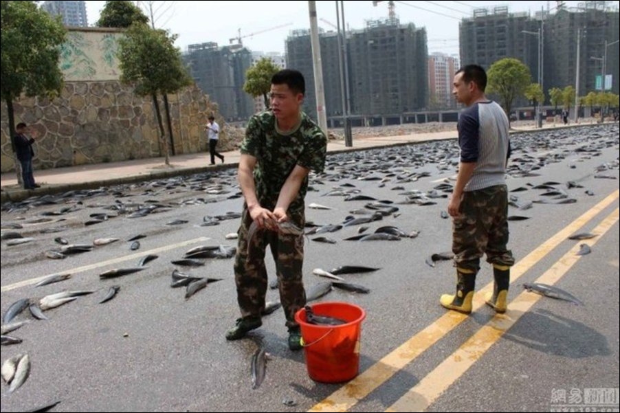 В Китае грузовик рассыпал рыбу