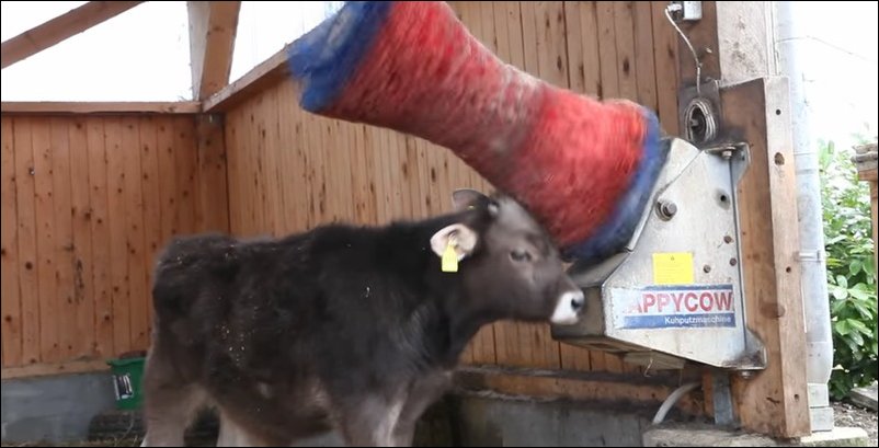Чесалка для коров