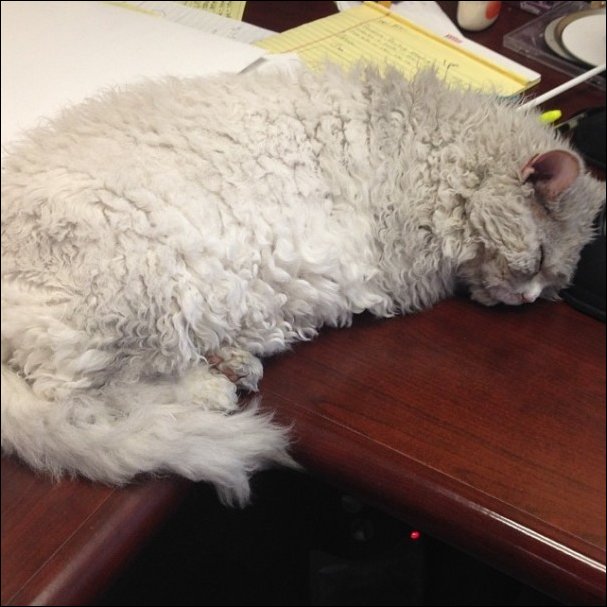 Кудрявый кот