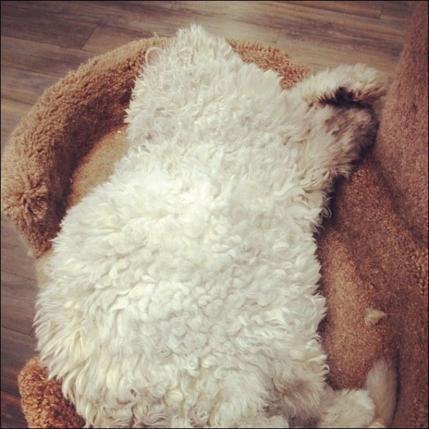 Кудрявый кот