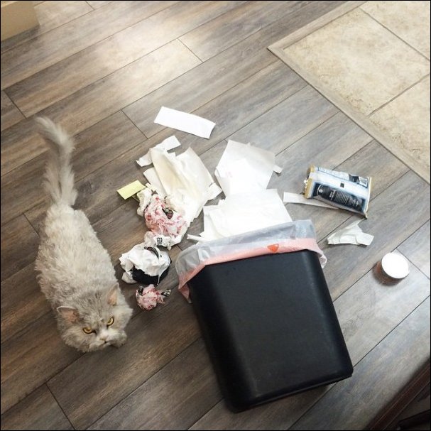 Кудрявый кот