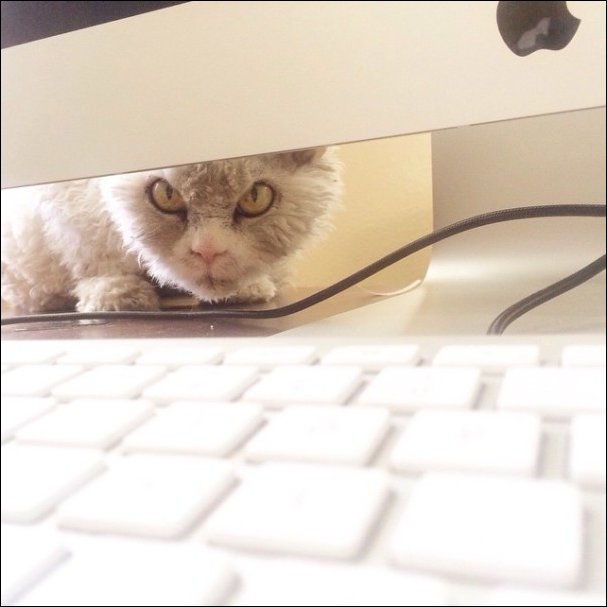 Кудрявый кот