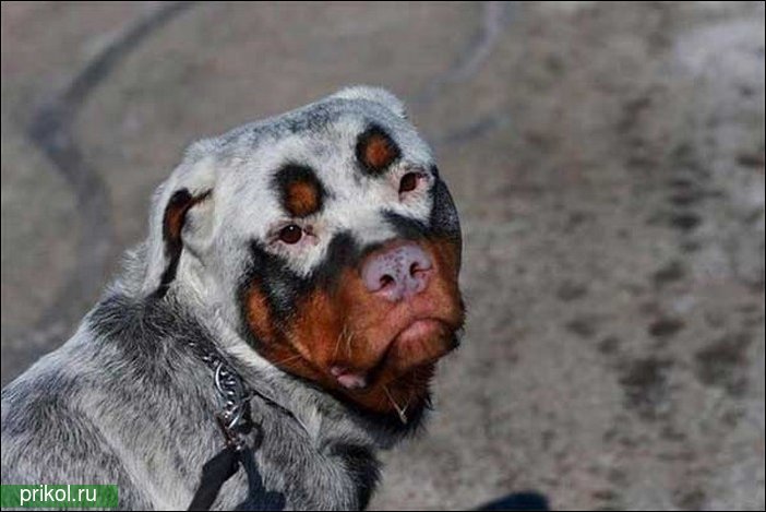 Собака с необычным окрасом шерсти