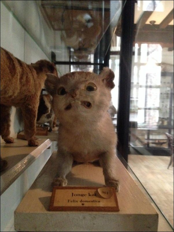 фото приколы