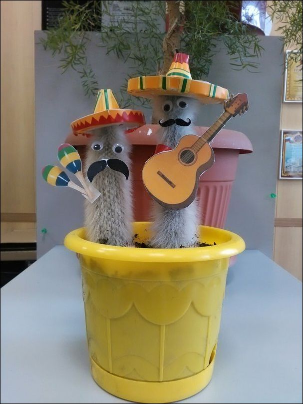 фотоприколы