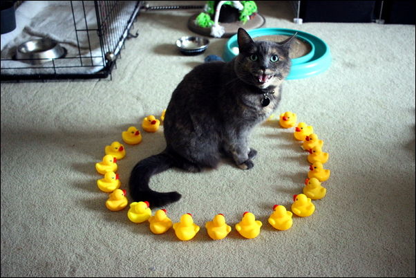 фотоприколы