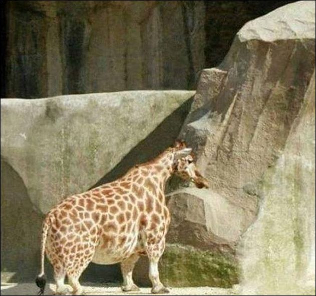 фотоприколы