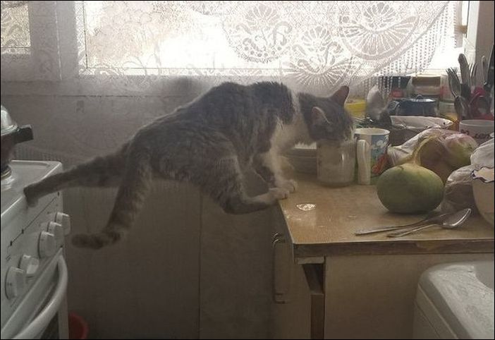 фотоприколы