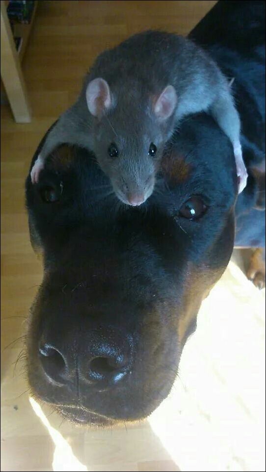 Фото приколы