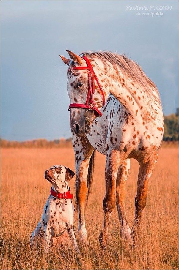 Фото приколы