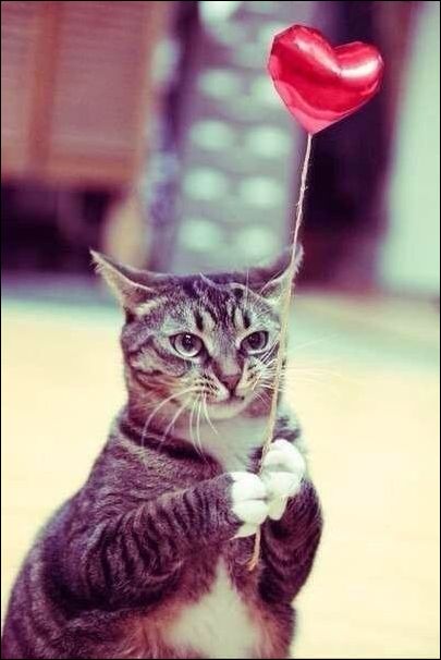 Фото приколы