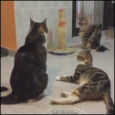 Прикольные гифки