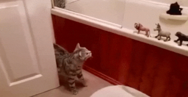 Прикольные гифки