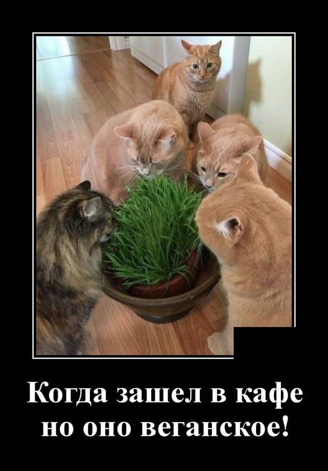 демотиватор