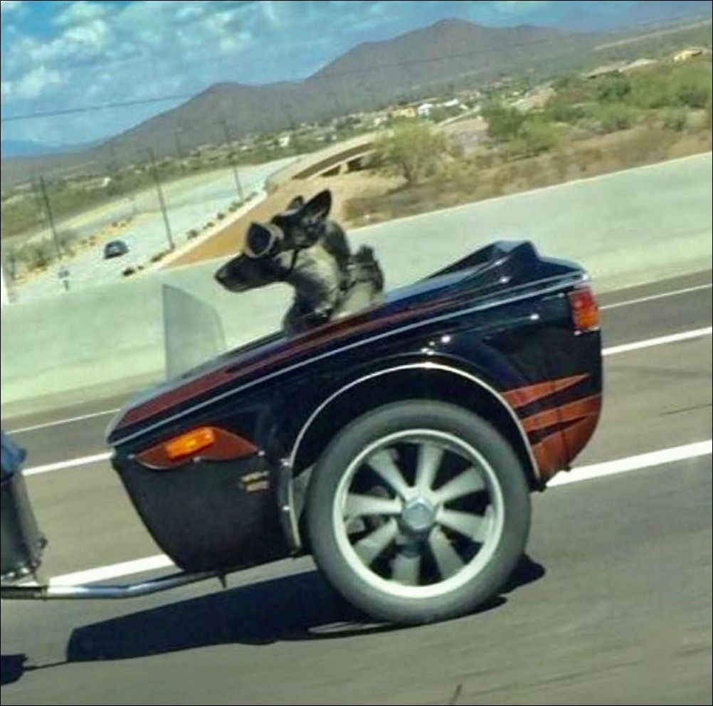 фото приколы