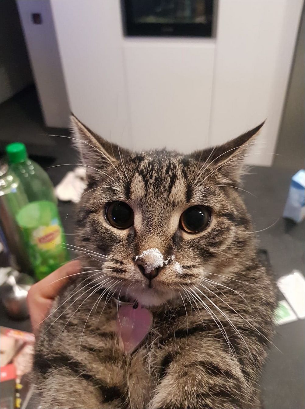 фото приколы