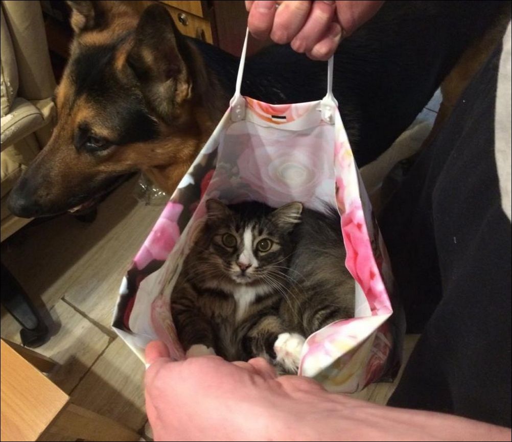 фото приколы