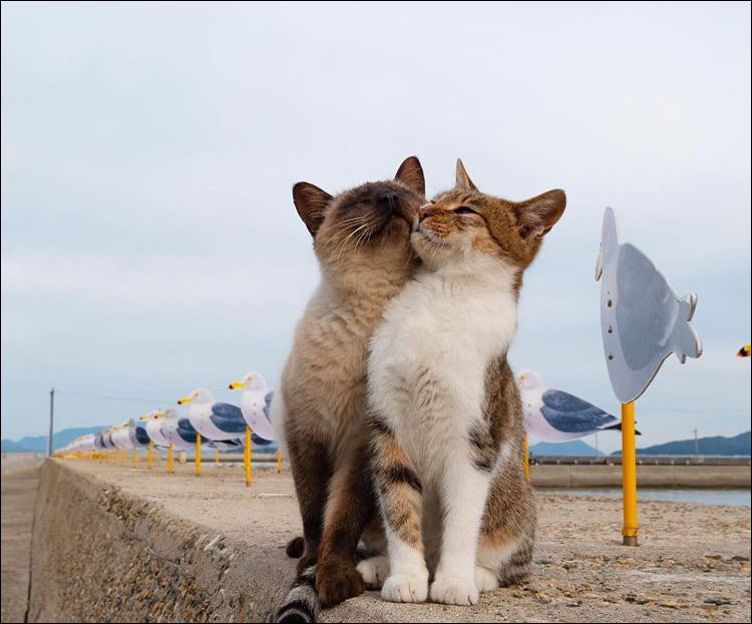 фото приколы