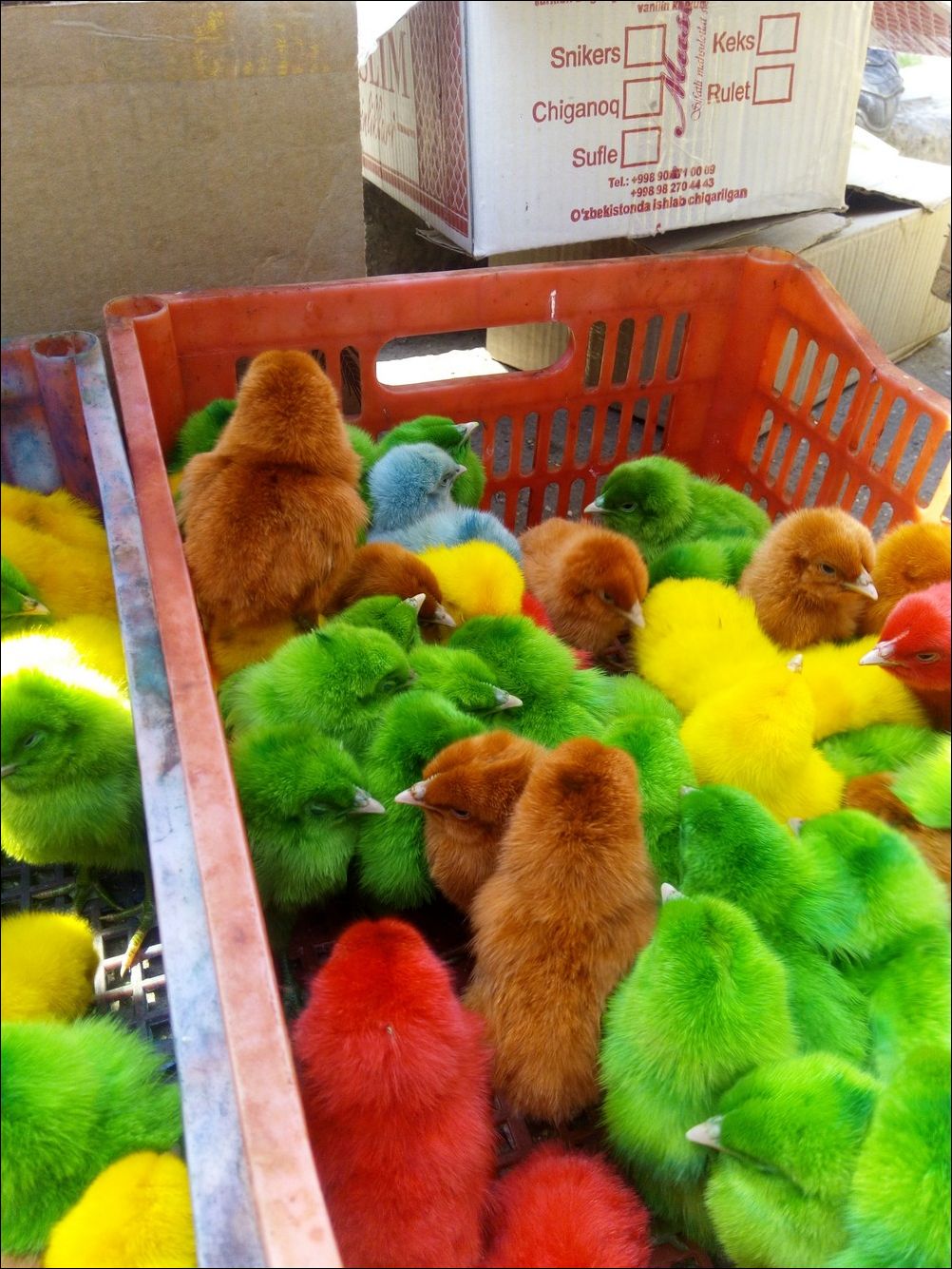 фото приколы