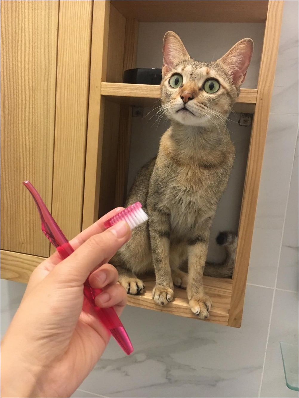 фото приколы