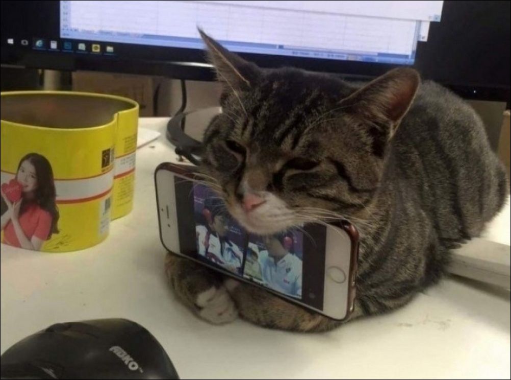 фото приколы