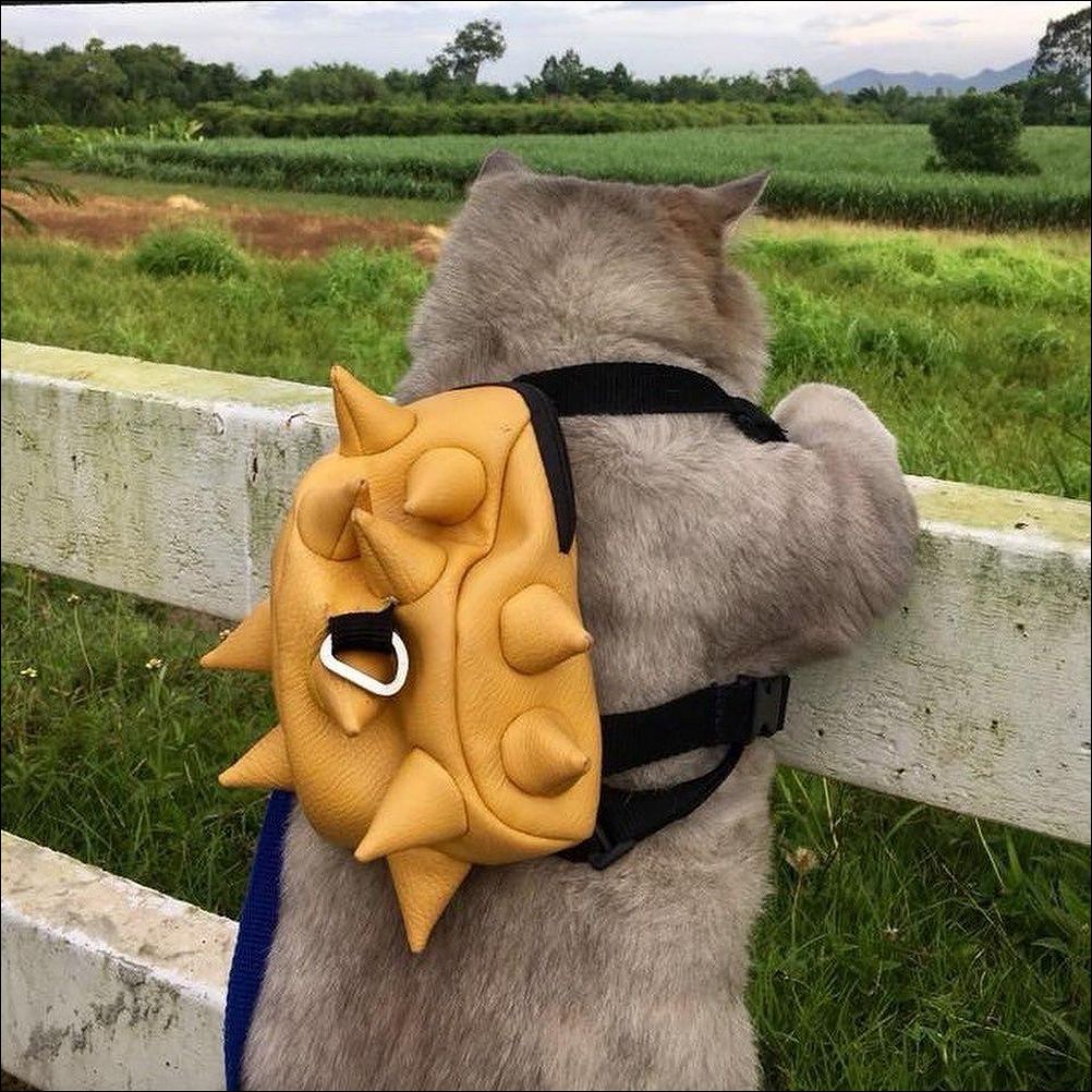 фото приколы