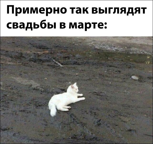 смешные картинки