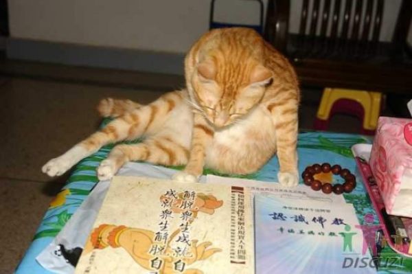 reading-cat-05