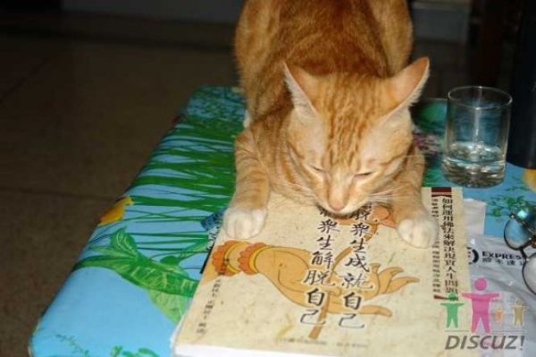 reading-cat-08