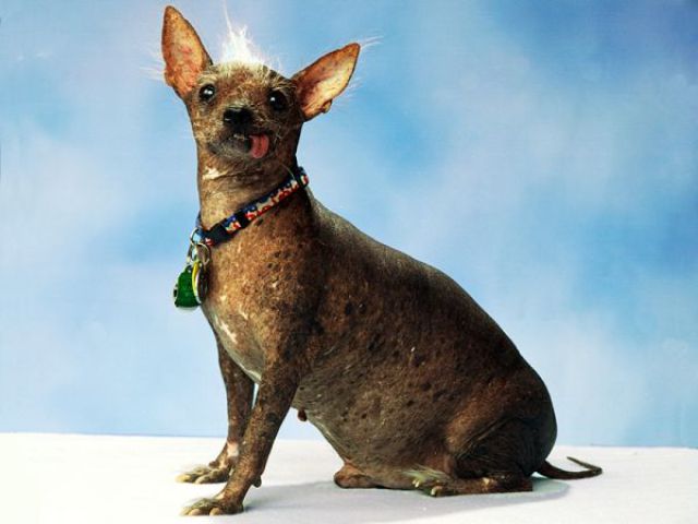 ugly-dogs-16