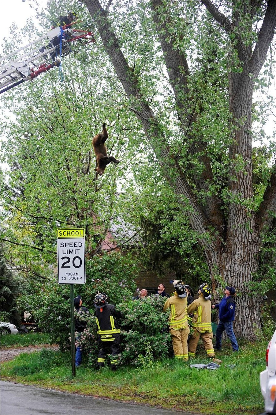 Медведь упал с дерева