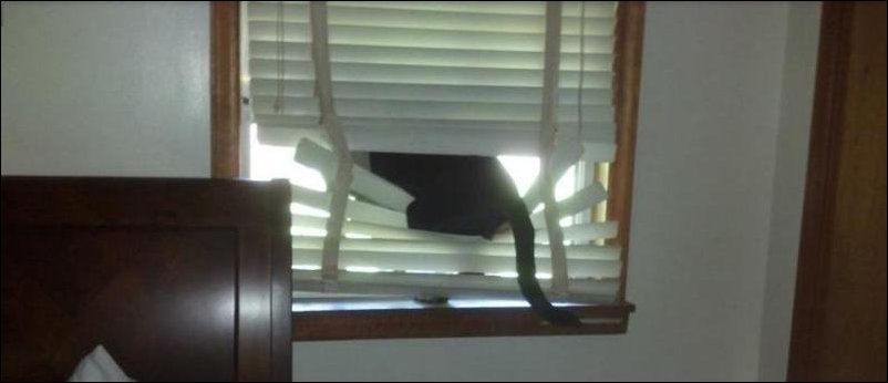 Собака в окне