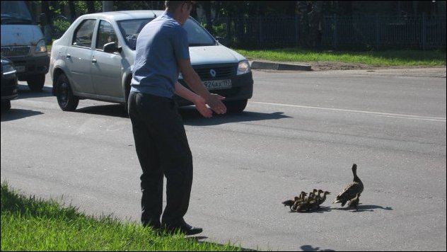 Дорогу утятам