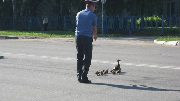 Дорогу утятам