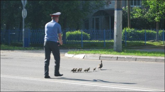 Дорогу утятам