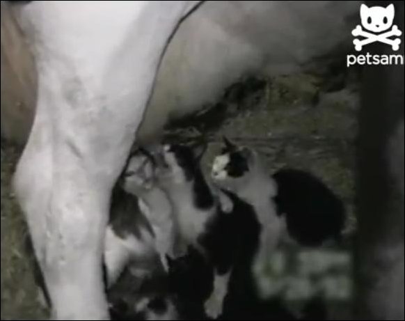 Котята пьют молоко прямо из под коровы