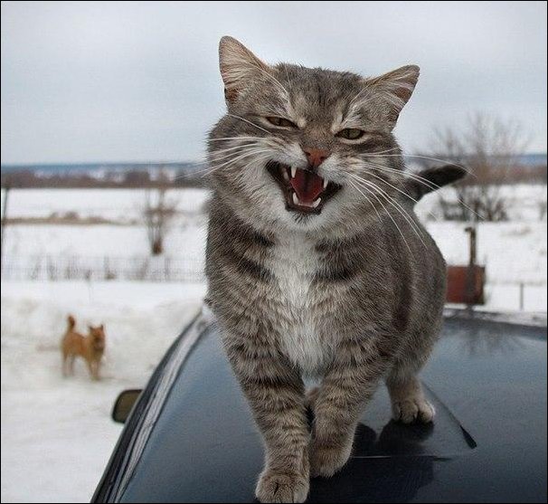 Фото приколы