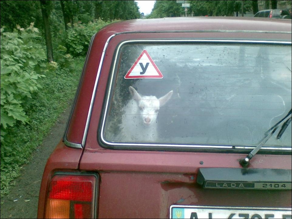 Фото приколы