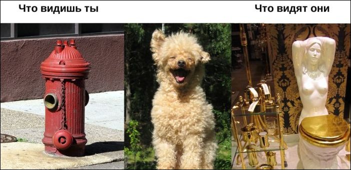 Окружающий мир глазами животных