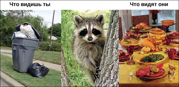 Окружающий мир глазами животных