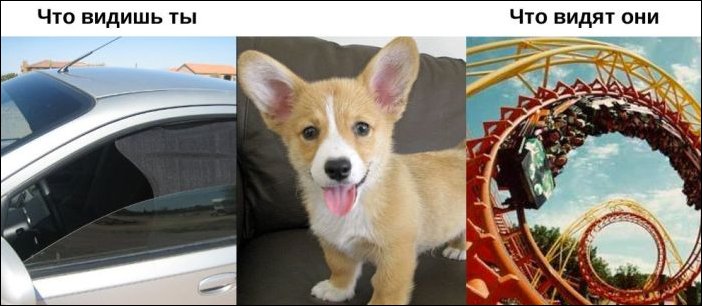 Окружающий мир глазами животных