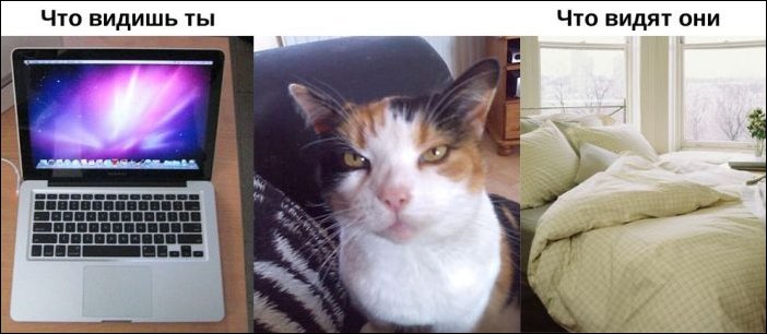 Окружающий мир глазами животных